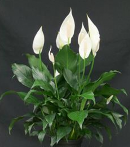 Eine ganz besondere Zimmerpflanze: Scheidenblatt (Spathiphyllum)