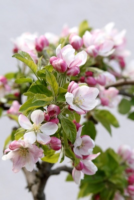 Wetter: April, April; Bild: angieconscious / pixelio.de
