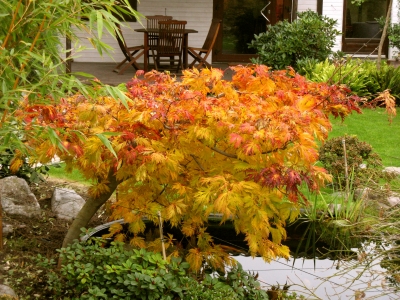 Den Garten Fur Herbst Und Winter Gestalten