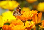 Solarleuchten setzen Lichtakzente in einem Garten, sie dienen der Umwelt und sparen Geld
