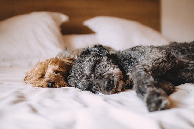 Deshalb ist ein Wasserbett eine gute Idee