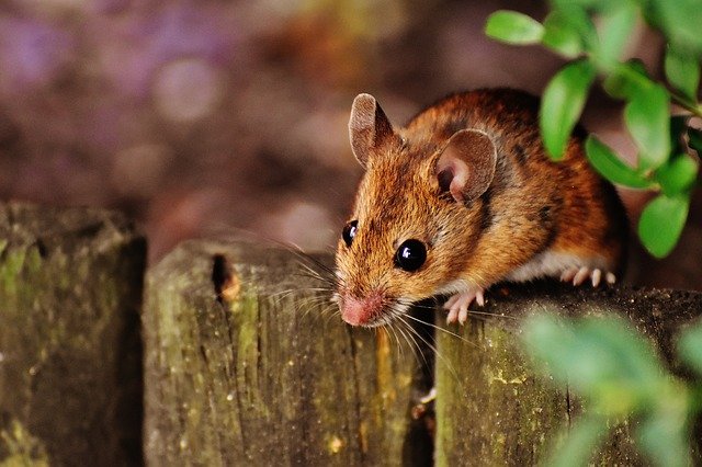 Mausbefall in Garten und Haus – wie Betroffene das Problem am besten angehen