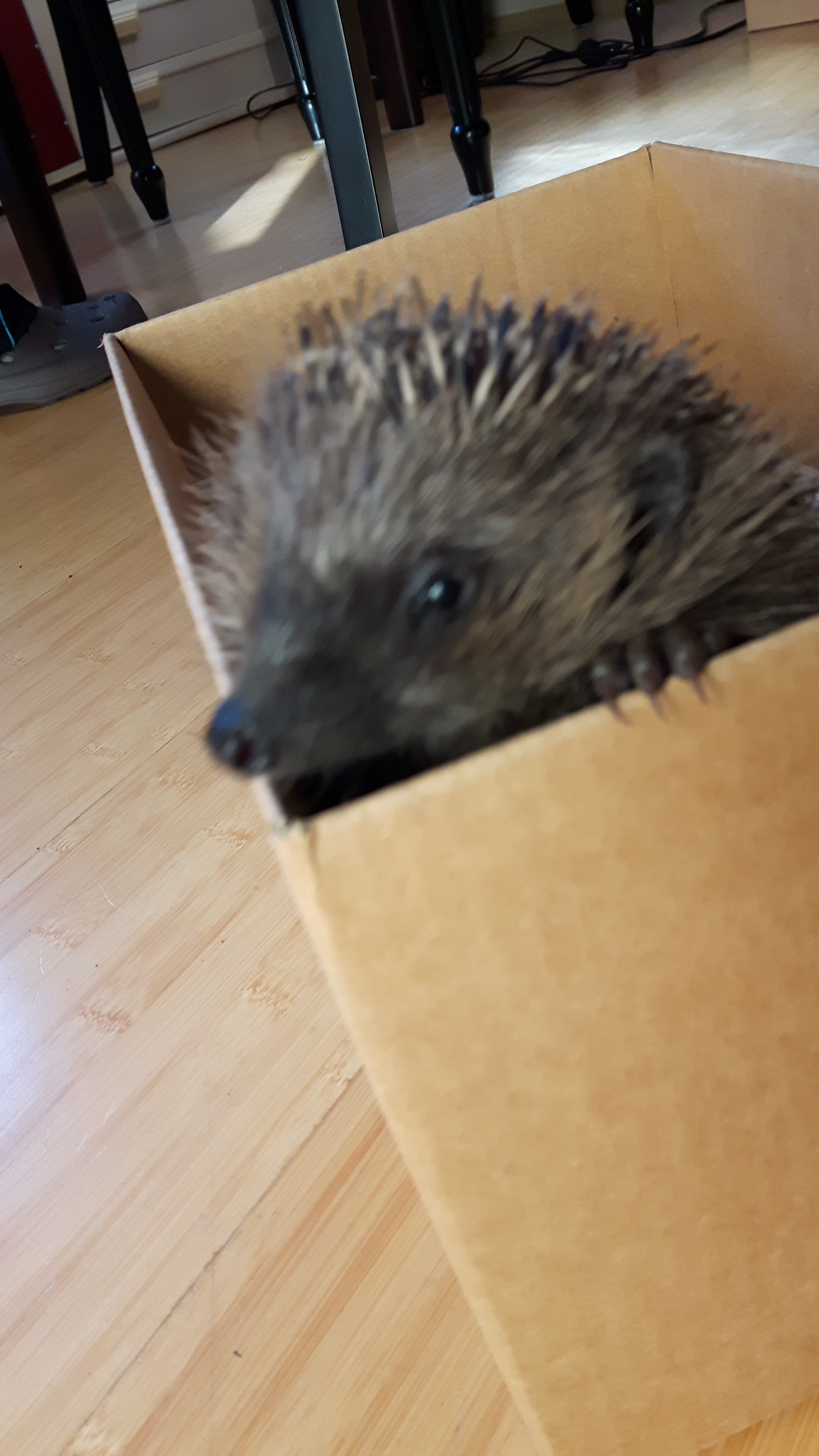 Igel gefunden - Was tun?
