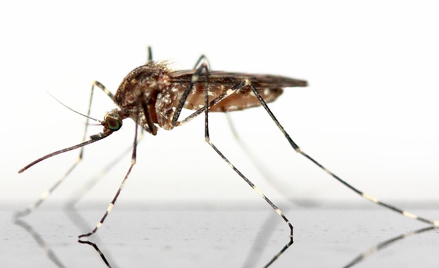 Fliegenschutzgitter - Eine einfache Lösung gegen Mücken & Co. für den entspannten