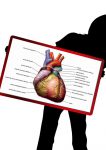 Herz und Blut – Kreislauf  – System → Aufbau und Funktion