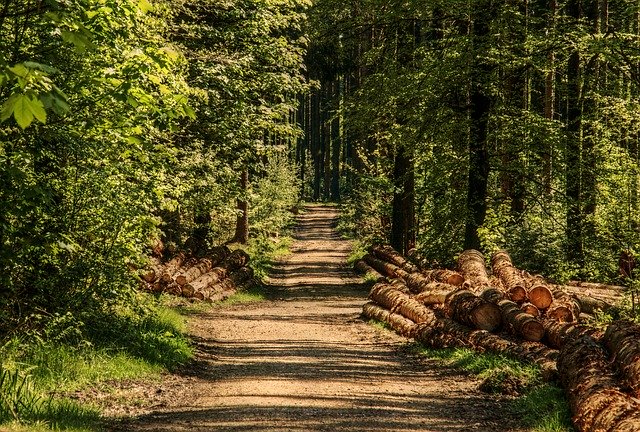 Back to nature – Holz als Baustoff