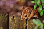 Mausbefall in Garten und Haus – wie Betroffene das Problem am besten angehen
