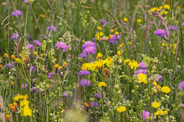 Wildblumen