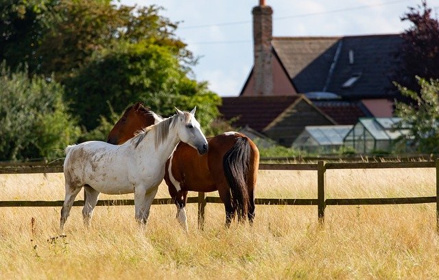Pferdegeruch effektiv beseitigen: So sorgen Sie wieder für frische Luft